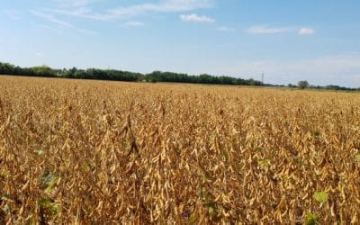 Szójafajták a Lajtamag Kft.-től