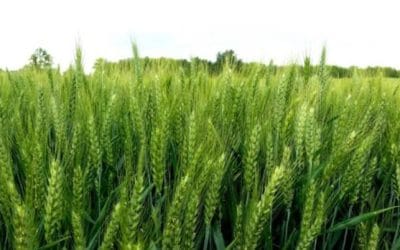 Kalászosvetőmagok a Lajtamag Kft. kínálatában