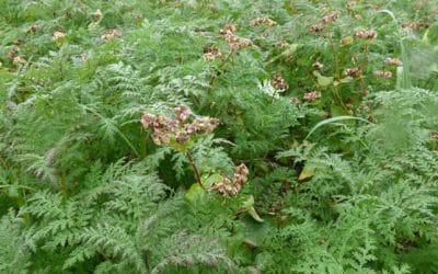 Zöldítsen a Lajtamaggal!