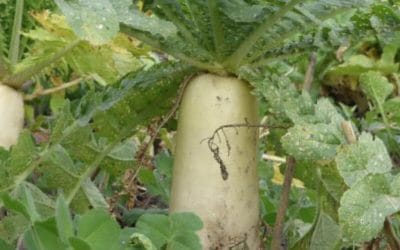 Meliorációs retek alkalmazása másodvetésben