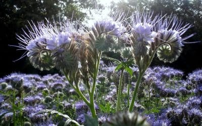 Miért és hogyan termesszünk facéliát?