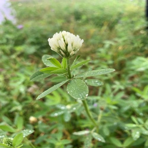 alexandriai_here_bluegold