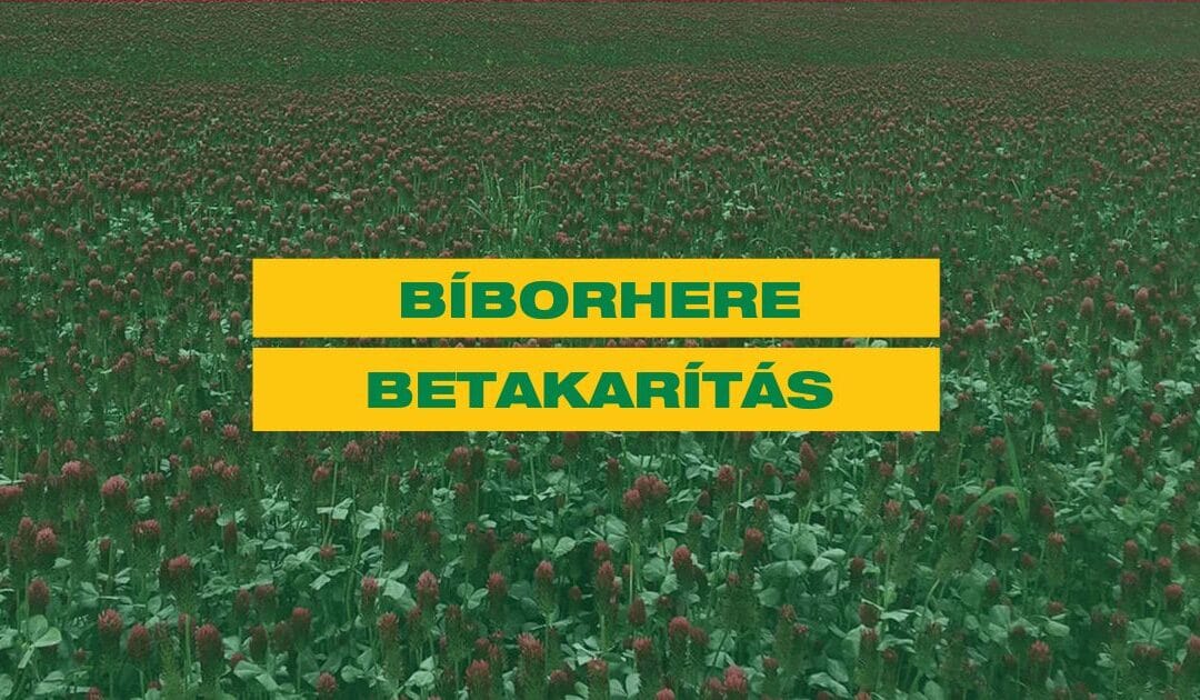 Bíborhere betakarítás aktuális tapasztalatai