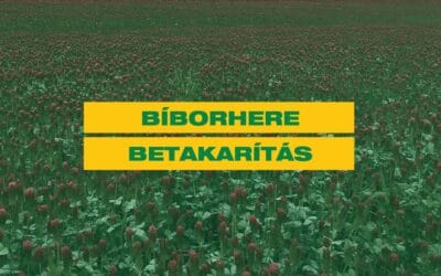 Bíborhere betakarítás aktuális tapasztalatai