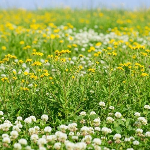 Mediterrán zöld zöldtrágya keverék